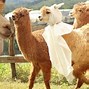 Nông Trại Lạc Đà Alpaca Đà Lạt