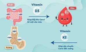 Vitamin D3 K2 Uống Như Thế Nào